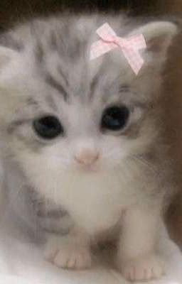Жизнь Милого Котика)