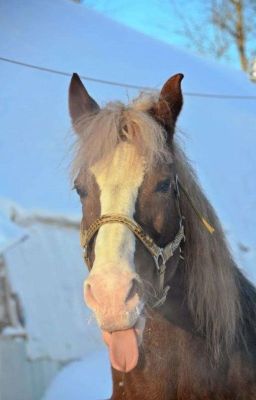 Конный Спорт- Моя Жизнь 