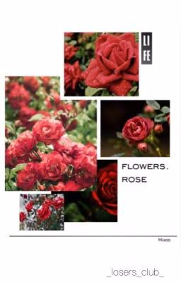 flowers. rose