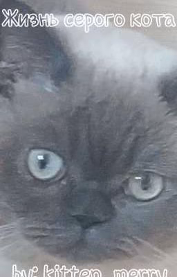 Жизнь серого кота