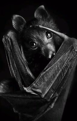 Bat [Закончен]