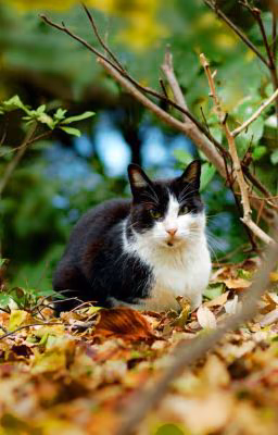 Коты-воители. Фотки.