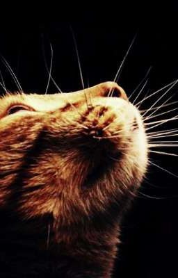 Страсть Арсены