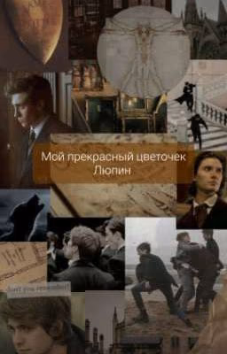 Мой прекрасный цветочек Люпин
