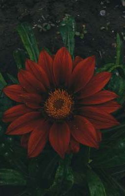 Ещё свидимся 