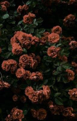 🌹 Знаешь, мне так нравятся розы...И ты моя роза...🌹 .