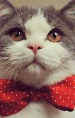 Дневник Кота Мурзика