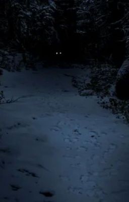 Tiny Bunny/SCP. Тёмный [Аномальный] Лес