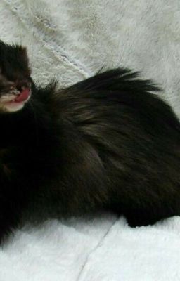 Артемида, бремя жизни