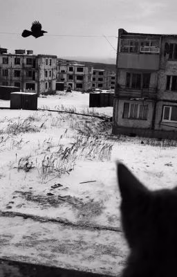бездомным псам.