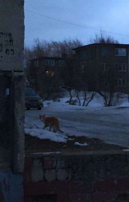 Мертвый университет 