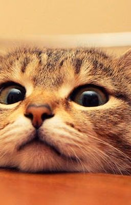 Котик