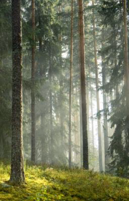 Граф
