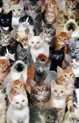 Кошачье счастье