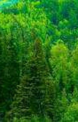 Лесной Дозор