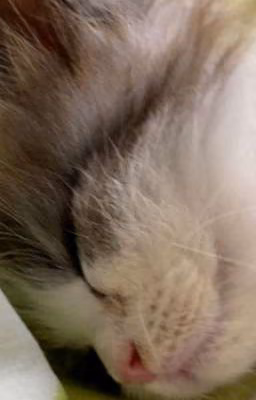котенок хенджина
