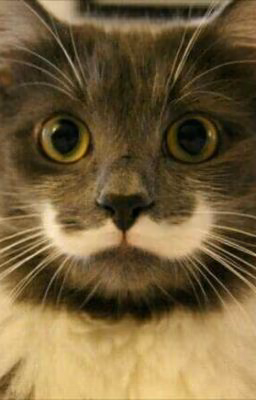 Дневник Кота