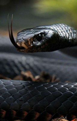 Олимпийские Игры или Огонь Османов.