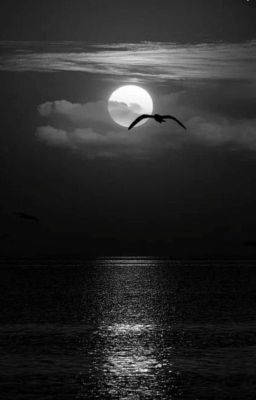 чёрно-красная страсть