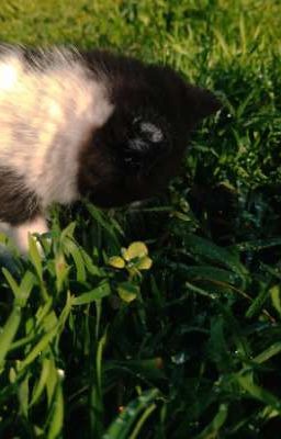 Стихи девушки из леса