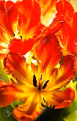 Маме
