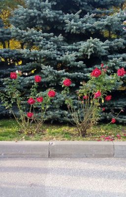 Выросший зверь 