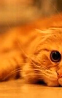 Дневник Кота