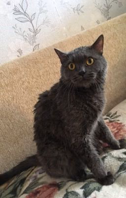 История о коте
