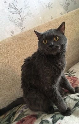 История о коте