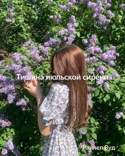 Тишина июльской сирени