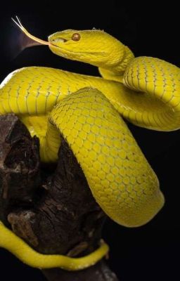 Перерождение В Змею