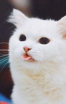 Дневник кота Котьки