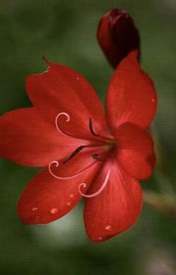 Аленький цветочек