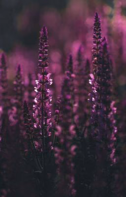 Лучшие Книги Wattpad❤️