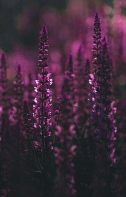 Лучшие Книги Wattpad❤️