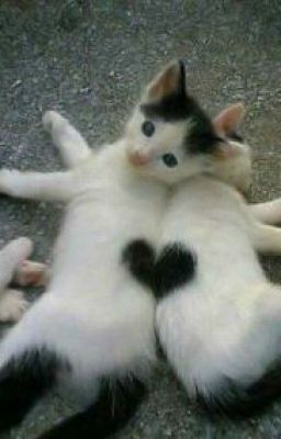 От ненависти до любви