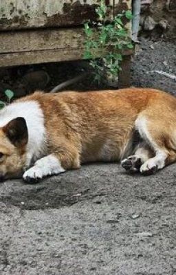 Жил - был пес...........................наркоман