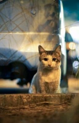 Кот 33 несчастья