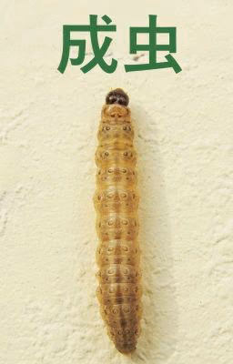 Seichu🐛