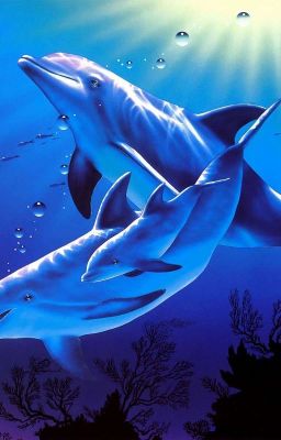 Дельфины "Разноцветы".