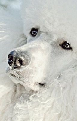 Легенда об Артемоне