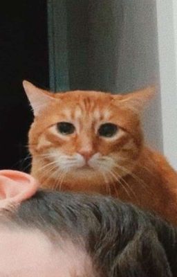 Фанфик про Ноена и Пейтона, фанатки растают) [ЗАКОНЧЕНО]