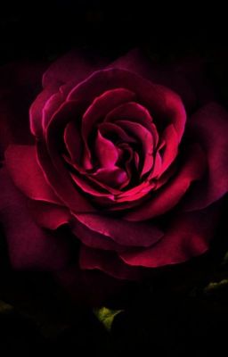 Тайна девушки по имени Роза