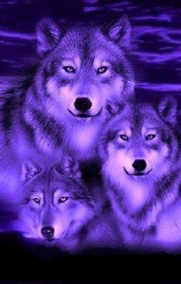 Любовь по волчьим правилам