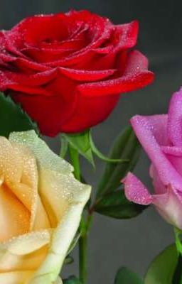 Путь к сердцу Сай