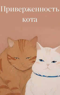 Приверженность кота
