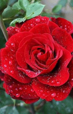 Вьющиеся розы