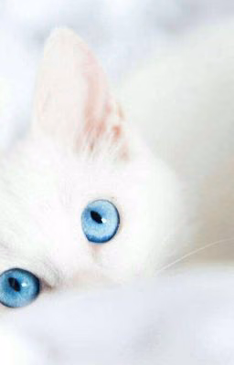 Платиновый котёнок