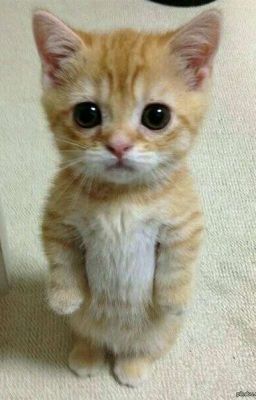 Дневник Домового Из Хогвартса 