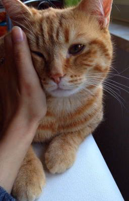 Дневник кота Василия
